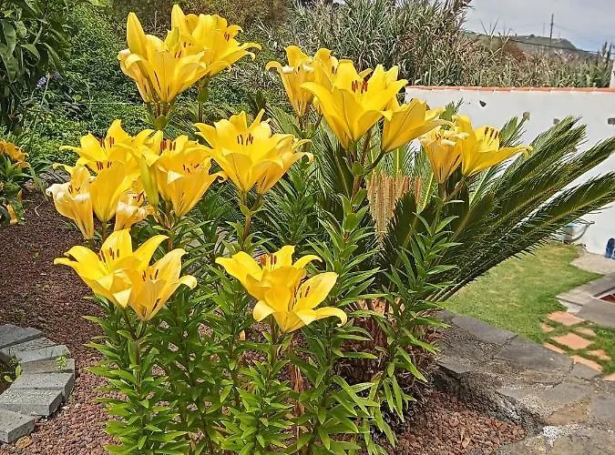 El Cercado Icod de los Vinos